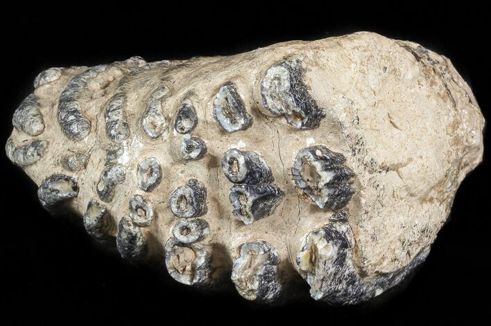 Partial Southern Mammoth Molar - Hungary #45561